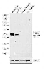 CYP3A4 Antibody in Western Blot (WB)