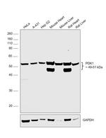 PDK1 Antibody in Western Blot (WB)