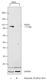 RAD21 Antibody in Western Blot (WB)