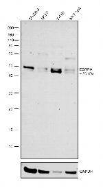 ESRRA Antibody in Western Blot (WB)