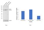 CD2AP Antibody