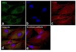 SIRT3 Antibody in Immunocytochemistry (ICC/IF)