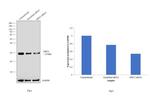 SIRT3 Antibody in Western Blot (WB)