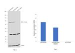 MTA2 Antibody in Western Blot (WB)