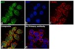 p23 Antibody in Immunocytochemistry (ICC/IF)