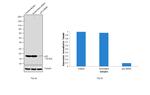 p23 Antibody in Western Blot (WB)