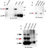 SPOP Antibody in Western Blot (WB)