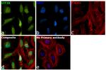 GTF2B Antibody in Immunocytochemistry (ICC/IF)