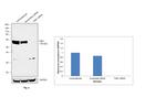 TAB1 Antibody in Western Blot (WB)