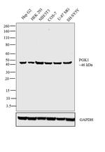 PGK1 Antibody in Western Blot (WB)