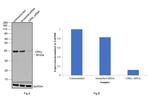 CrkL Antibody in Western Blot (WB)