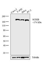 SCRIB Antibody