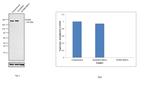 SCRIB Antibody