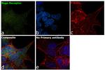 Nogo Receptor Antibody in Immunocytochemistry (ICC/IF)