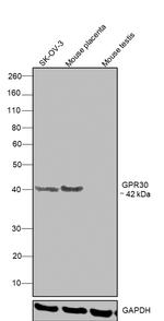 GPR30 Antibody in Western Blot (WB)