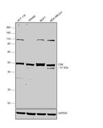 CSK Antibody in Western Blot (WB)