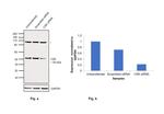 CSK Antibody in Western Blot (WB)