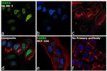 ESRRA Antibody