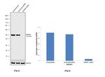 ESRRA Antibody