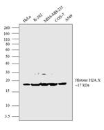 Histone H2A.X Antibody in Western Blot (WB)