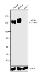 P-Glycoprotein Antibody in Western Blot (WB)