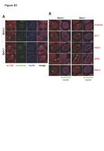 ZO-1 Antibody in Immunohistochemistry (IHC)