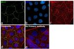 ZO-1 Antibody in Immunocytochemistry (ICC/IF)