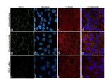 ZO-1 Antibody