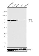 EphB4 Antibody