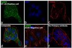 EphB4 Antibody in Immunocytochemistry (ICC/IF)