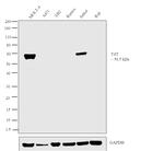 TdT Antibody in Western Blot (WB)