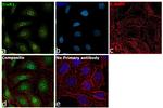 TrxR1 Antibody in Immunocytochemistry (ICC/IF)