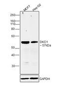 DKC1 Antibody in Western Blot (WB)