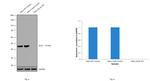 Glutamine Synthetase Antibody in Western Blot (WB)