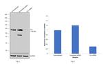 Fyn Antibody in Western Blot (WB)