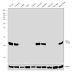 PGP9.5 Antibody in Western Blot (WB)