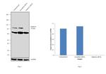 Gephyrin Antibody in Western Blot (WB)