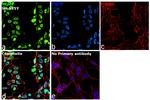 MCM4 Antibody in Immunocytochemistry (ICC/IF)