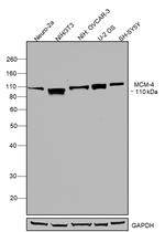 MCM4 Antibody in Western Blot (WB)