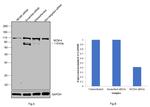 MCM4 Antibody in Western Blot (WB)