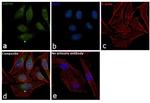 HSP90 alpha Antibody in Immunocytochemistry (ICC/IF)