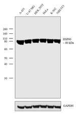 HSP90 alpha Antibody in Western Blot (WB)