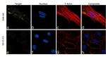 COL6A1 Antibody in Immunocytochemistry (ICC/IF)