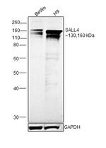 SALL4 Antibody in Western Blot (WB)