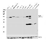 PAK3 Antibody in Western Blot (WB)