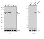 Villin Antibody in Western Blot (WB)