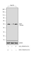 ADFP Antibody