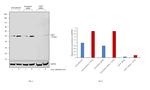 ADFP Antibody