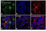 WARS Antibody in Immunocytochemistry (ICC/IF)