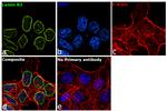 Lamin B2 Antibody in Immunocytochemistry (ICC/IF)